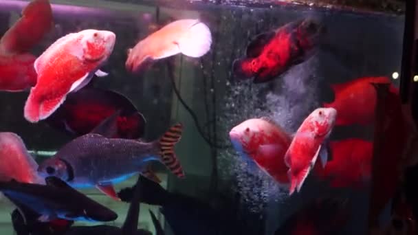 У акваріумній рибі, в плаванні, дуже милий
 - Кадри, відео