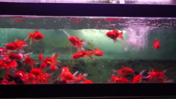 W akwarium ryb, pływanie, bardzo ładny - Materiał filmowy, wideo