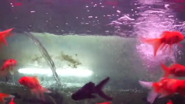 Στο ενυδρείο ψάρι, στην κολύμβηση, πολύ χαριτωμένο - Πλάνα, βίντεο