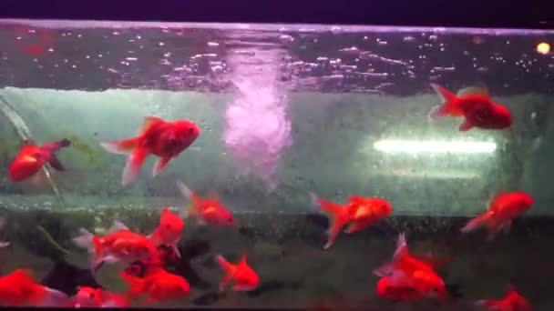 W akwarium ryb, pływanie, bardzo ładny - Materiał filmowy, wideo