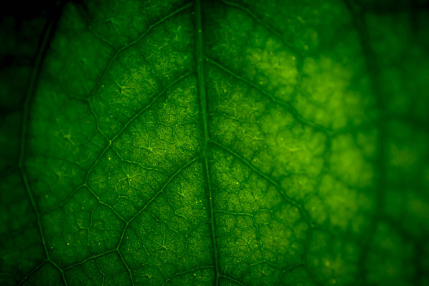 Abstrakte Nahaufnahme eines grünen Blattes mit Venenmuster - Foto, Bild