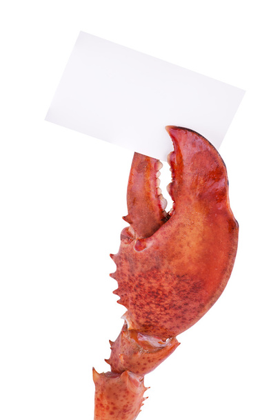 garra de lagosta
 - Foto, Imagem