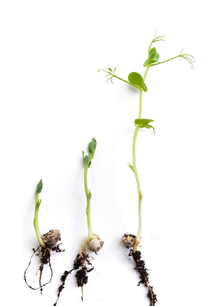 borsó növények növekedési szakaszában, fekvő lapos, elszigetelt fehér - Fotó, kép