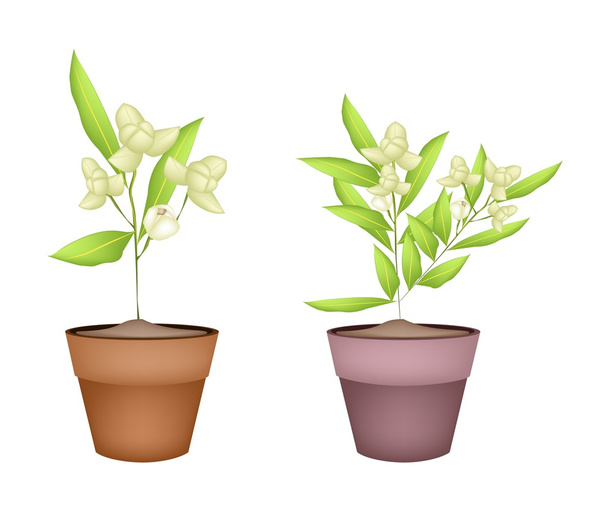 Two Ylang Ylang Flower in Terracotta Pots - Vector, Image