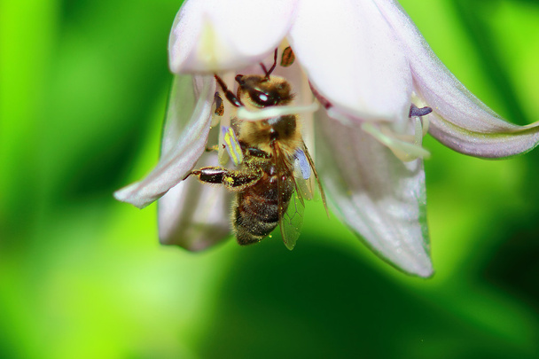 La abeja recoge polen - Foto, Imagen