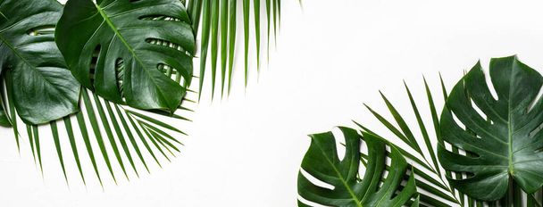 Top view of tropical palm leaves branch isolated on white background with copy space. - Valokuva, kuva