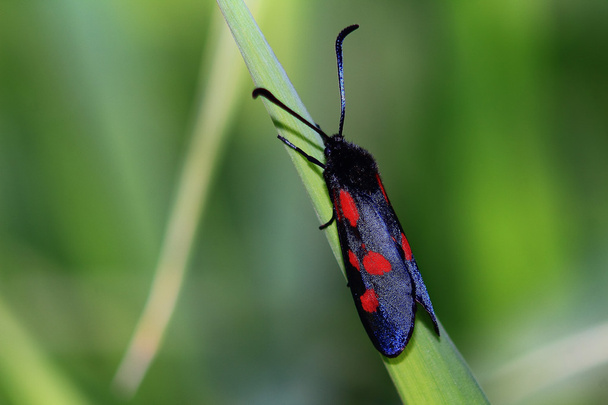 zwart vlinder - Foto, afbeelding