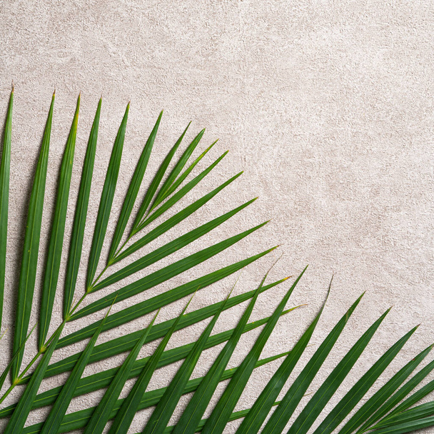 Top view of tropical palm leaves branch isolated on dark gray background with copy space. - Фото, изображение