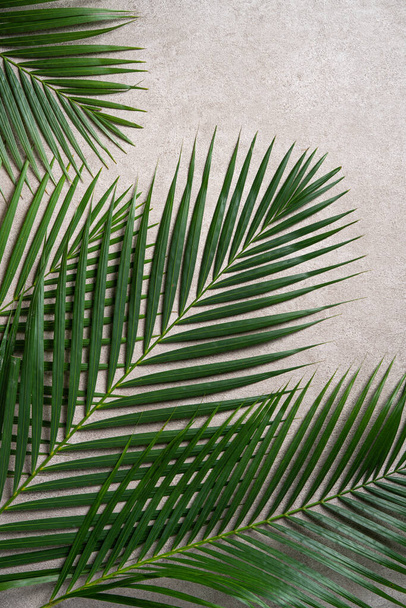 Top view of tropical palm leaves branch isolated on dark gray background with copy space. - Valokuva, kuva