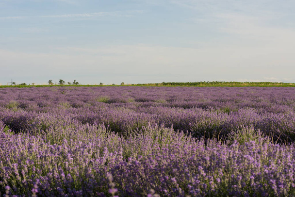 colorful lavender field in the nature with blule sky - Valokuva, kuva