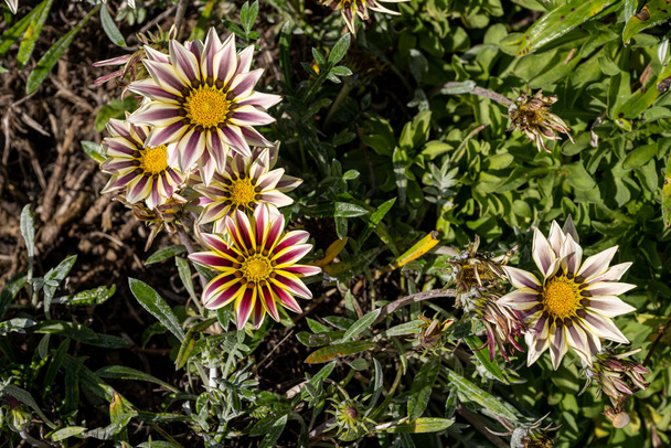 African Daisy, or treasure flowers. Bright purple, and white Gazania rigens herbaceous plant of the Asteraceae family in full bloom during summer. - Photo, Image