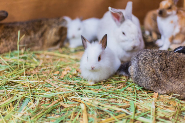 Feeding rabbits on animal farm in rabbit-hutch. - Valokuva, kuva