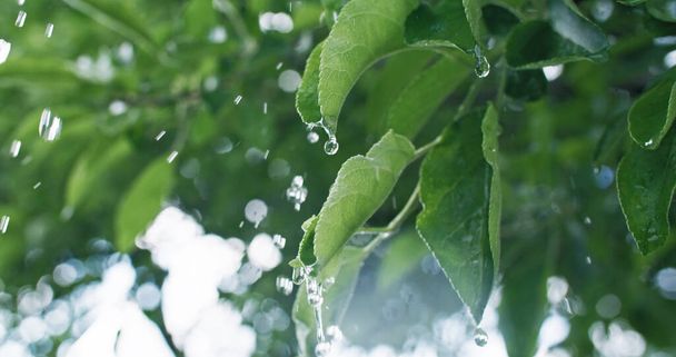 Spring rain. Wet foliage. Plant watering. Closeup of drops falling down on green apple tree leaves on bokeh light blur nature background. - Photo, Image
