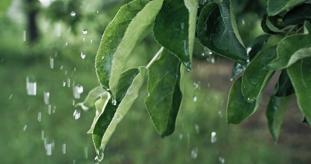 Wet green leaves. Rain season. Garden watering. Closeup of blur fresh drops falling down on apple tree foliage on defocused nature background. - Foto, Imagem