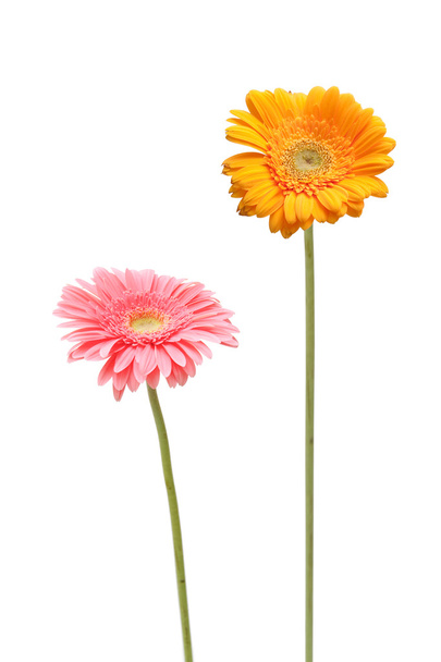 two daisy - Foto, Imagem