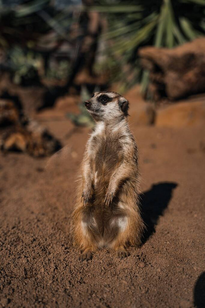 A vertical close-up shot of a Meerkat on the ground - Foto, immagini