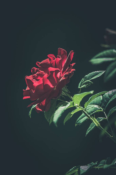 A vertical shot of a blooming rose - Zdjęcie, obraz