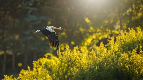 White stork, ciconia ciconia, with open wings over the bushes in sunlight. Long-legged feathered animal in the air in summer forest. Bird with red beak flying in sunny nature. - Foto, afbeelding