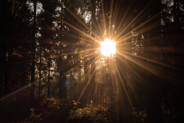 The sun shining through trees in a dark autumn forest - Фото, зображення