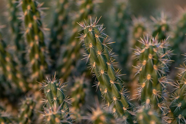 Cacti in the foothills of the Sandia Mountains, Elena Gallegos Open Space, Albuquerque, New Mexico - 写真・画像