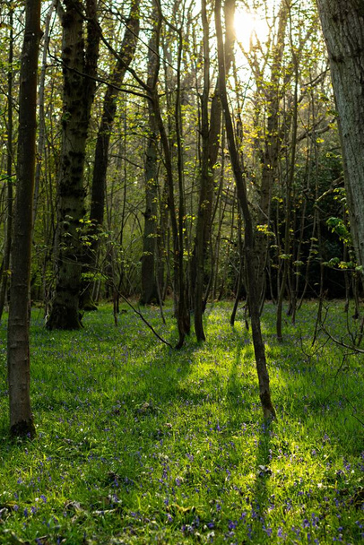 Vysoké stromy v lese za slunečného dne - Fotografie, Obrázek