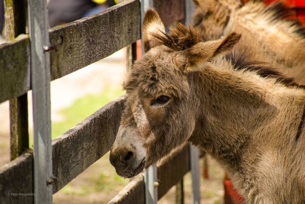 A closeup of a cute donkey at the petting zoo - 写真・画像