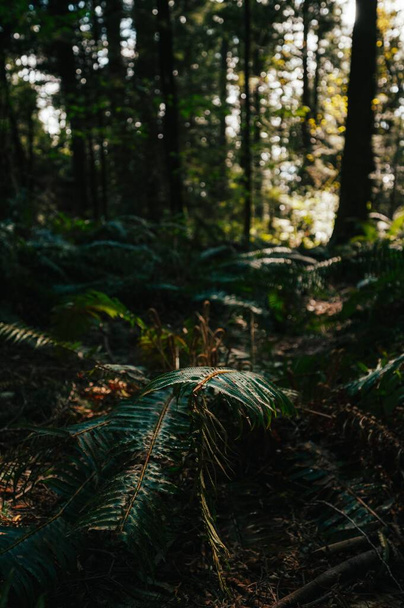A vertical closeup shot of fern leaves in the forest - Фото, зображення