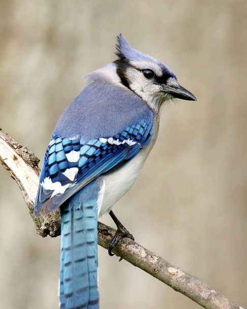 A Blue Jay (Cyanocitta cristata) on a blurry background - Foto, afbeelding