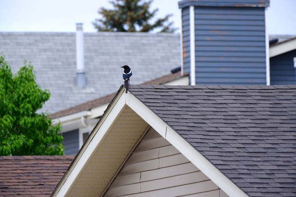 A back view of adorable magpie on building roof on blur background - Фото, изображение