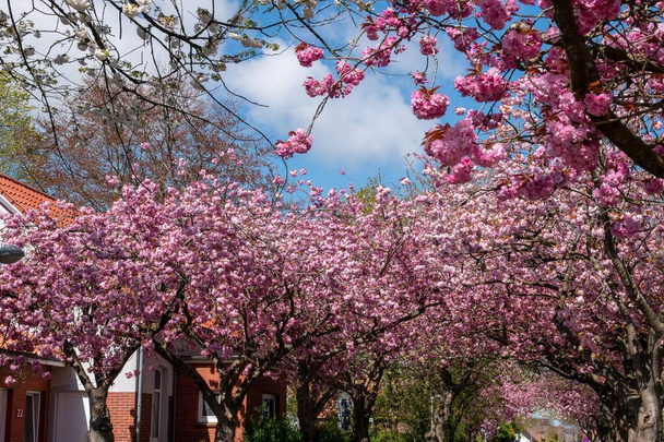 Mesmerizing pink sakura trees near homes in Baumstrasse, Norden East Frisia, Germany - Фото, изображение