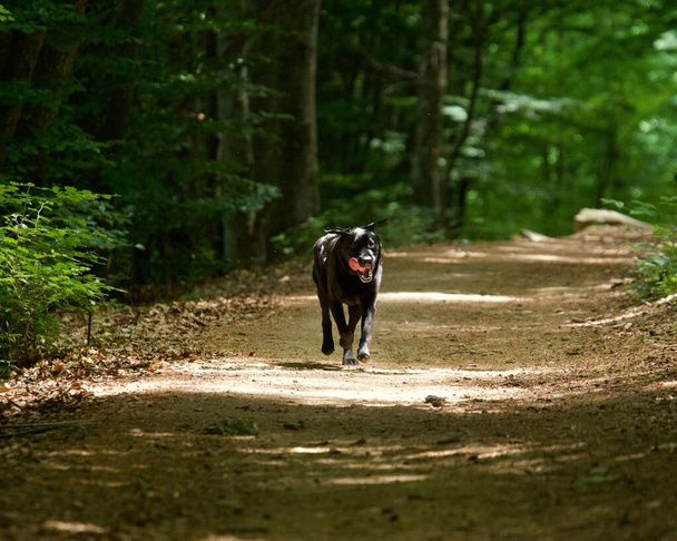 Labrador dog in a ray of light walking in a dark refreshing French forest on a hot day. - Φωτογραφία, εικόνα