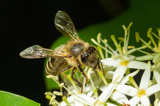Abeille à miel avec un panier pour le pollen est assis sur des fleurs blanches Cornus alba, rouge écorcé, cornouiller blanc ou sibérien. - Photo, image