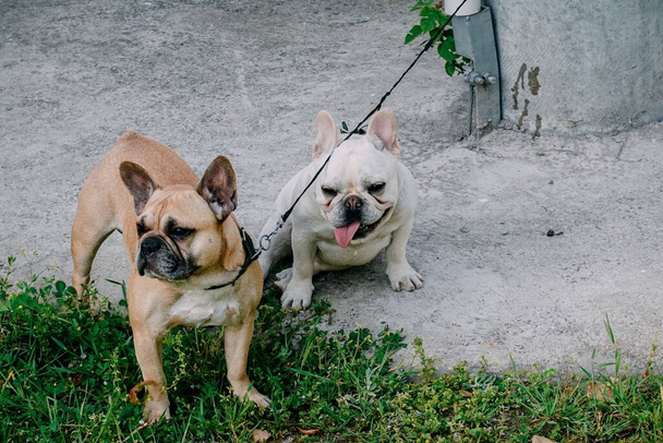 A high-angle view of a tied and free French Bulldogs outdoors - Photo, image