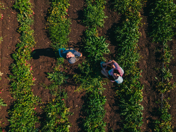 vista aerea madre con figlio alla fattoria di fragole raccogliendo vitamine - Foto, immagini