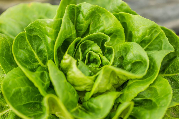 A closeup shot of a young spring organic lettuce planted in a greenhouse - Foto, afbeelding