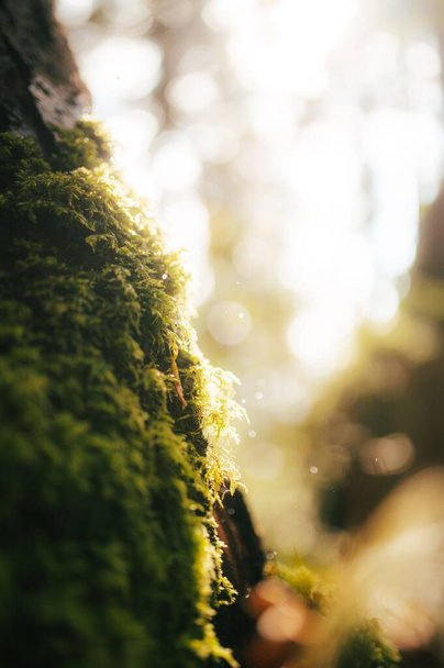 A vertical closeup shot of the moss on the tree against the bokeh lights - Zdjęcie, obraz