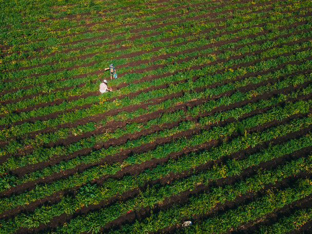 visão aérea mãe com filho na fazenda de morango reunindo vitaminas - Foto, Imagem