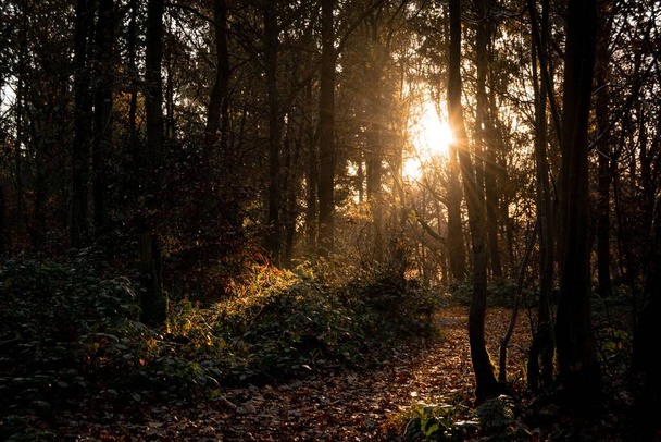 A nap átsüt a fákon egy sötét őszi erdőben. - Fotó, kép