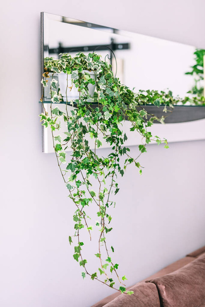 Küçük, rahat bir dairede yeşil sürünen bir bitki. Emlak kirası ve ev dekorasyonu. - Fotoğraf, Görsel