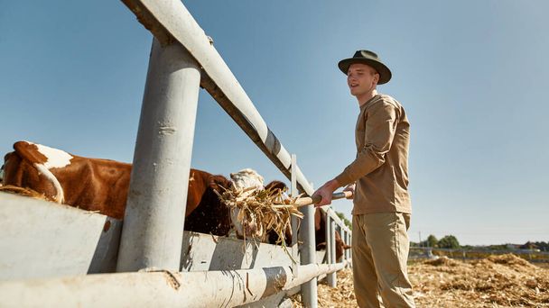Teenage male farmer feeding milk cows with hay in paddock with rake on farm or ranch. Young concentrated caucasian guy. Modern hipster countryside lifestyle. Agriculture and farming. Sunny day - Fotó, kép