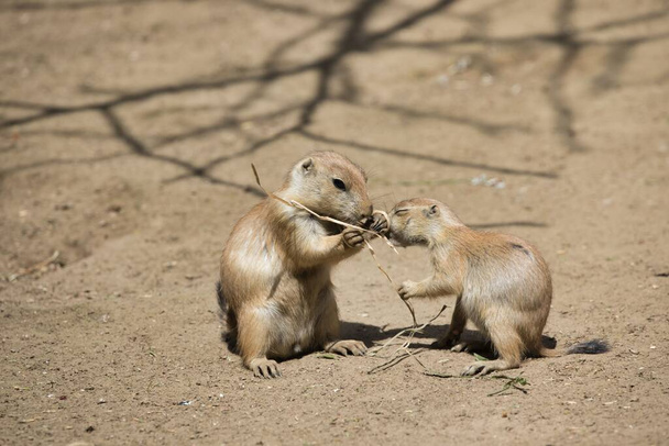 Two cute and fluffy prairie dogs playing together in a zoo in sunny weather - Photo, Image