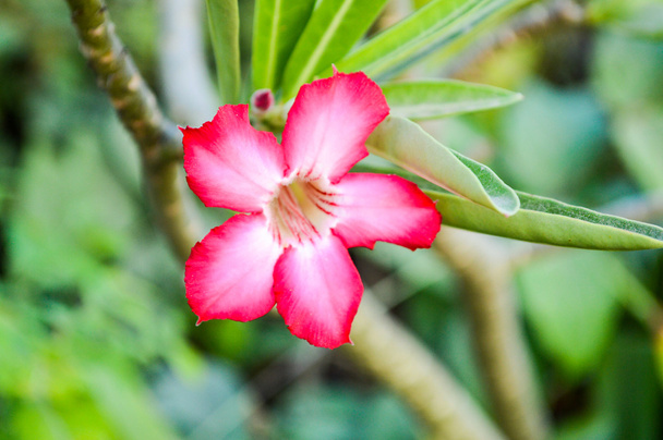 Adenium flor de obesum
 - Foto, Imagen
