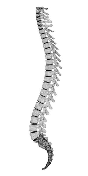 insan omurga - Fotoğraf, Görsel