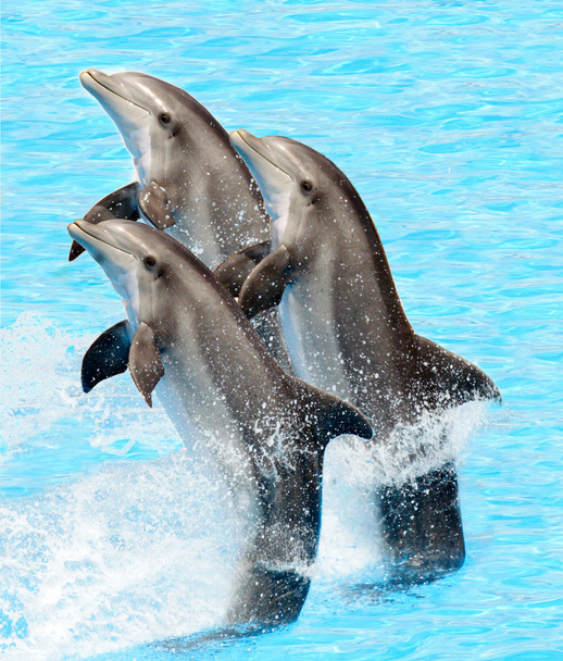 Группа бутленосных дельфинов (Turisops Truncatus)
) - Фото, изображение