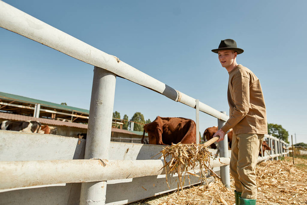 Teenage male farmer feeding herd of milk cows with hay in paddock with rake on farm or ranch. Young focused caucasian guy. Modern hipster countryside lifestyle. Agriculture and farming. Sunny day - Foto, Imagen