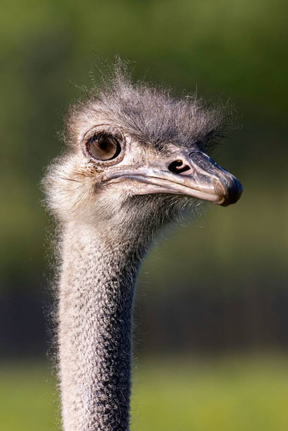 A vertical shot of an ostrich in its natural habitat against a blurry background - Zdjęcie, obraz