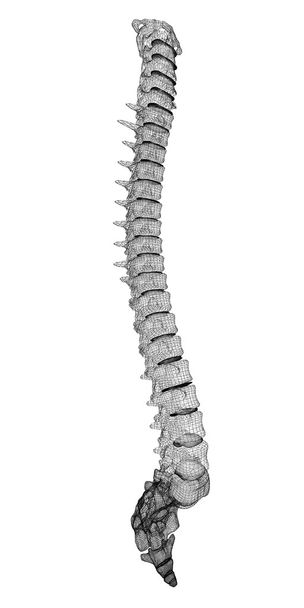Human spine - Photo, Image