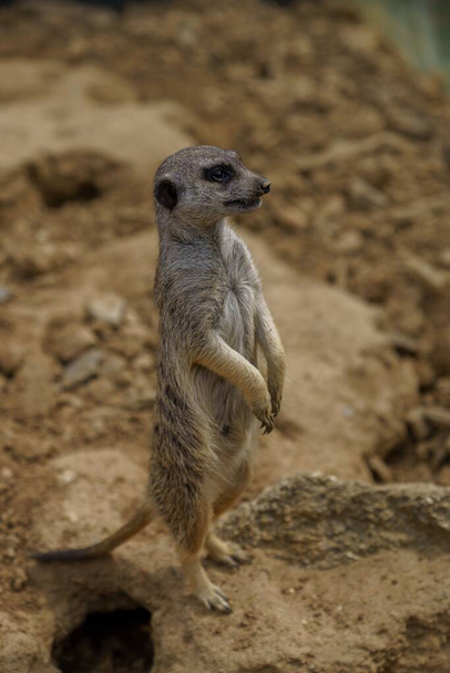 A vertical shot of a Meerkat standing on a rock and looking in the ZOO of Tabor, Czech republic - Fotoğraf, Görsel