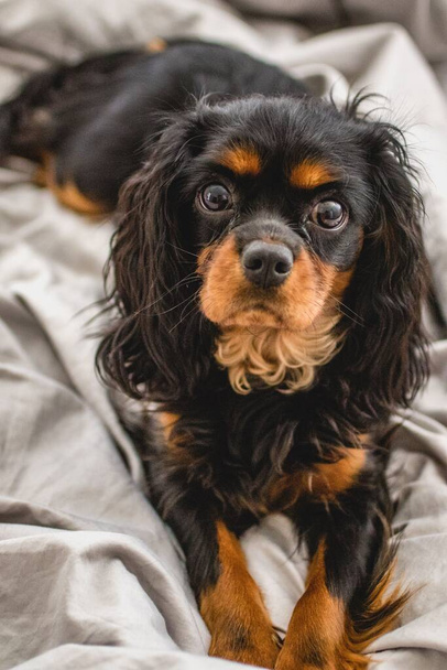 Cavalier King Charles Spaniel ready for bed - Foto, Imagen