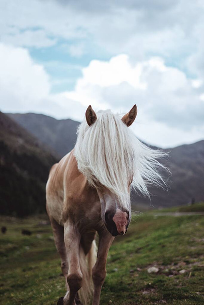 A vertical shot of a young brown horse with white hair covering its eyes in the nature - Foto, imagen